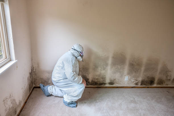 Why You Should Choose Our Mold Remediation Services in Narrows, VA